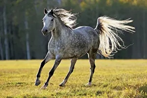 Mares: Beautiful Grey dapple Arabian Mare galloping on