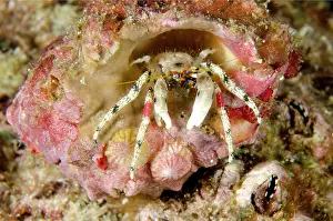 Hermit: Beautiful Hermit Crab