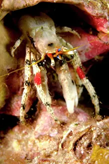 Hermit: Beautiful Hermit Crab