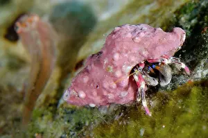 Pulcher: Beautiful Hermit Crab - Sedam dive site, Seraya