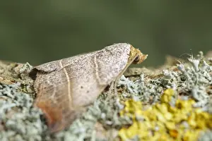 130619: Beautiful Hook-tip Moth - Norfolk UK