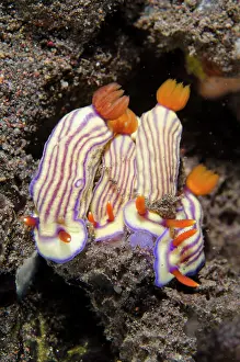 Nudibranches: Beautiful Hypselodoris Nudibranches - Kubu, Tulamben, Karang