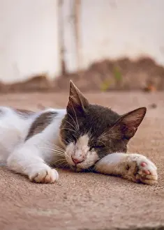 Shinto: A beautiful kitten lying on the floor, close up