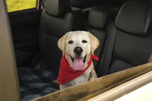 Text: beautiful labrador retriever dog car