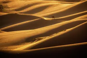Camelid: Beautiful light in Khongor sand dunes. Umnugobi