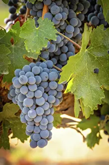 Wine: Beautiful lush wine grape in the vineyard