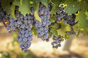 Wine: Beautiful lush wine grape in the vineyard
