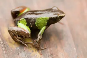 Lurch: Beautiful Mantella