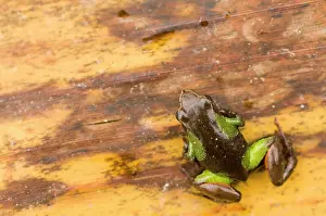 Lurch: Beautiful Mantella