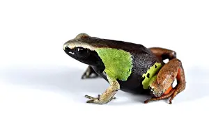 Andasibe: Beautiful Mantella or Parker's Mantella (Mantella