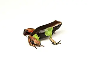 Ranidae: Beautiful Mantella, Parkers Mantella (Mantella
