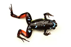 Ranidae: Beautiful Mantella, Parkers Mantella (Mantella