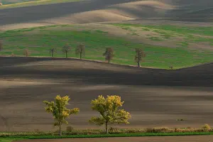 Moravia: Beautiful Moravian fields with avenues of trees