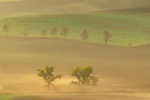 Moravia: Beautiful Moravian fields with avenues of trees