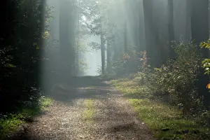 Rays: Beautiful morning sun rays illuminating the forest