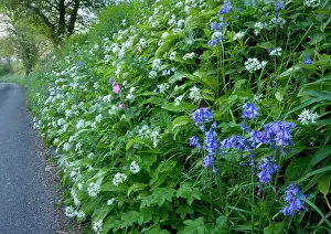 Campion: Beautiful old flowery roadside verge / hedgebank