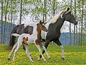 Filly: Beautiful Paint Mare and Foal running together at