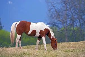 Hoofed: Beautiful Paint Mare grassing in meadow