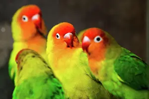 Parakeet: Beautiful parrots, Sun Conure on tree branch. Bird
