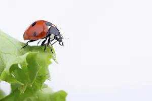 Lettuce: Beautiful photo of red ladybug walking on lettuce
