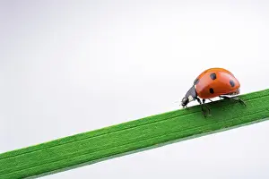 Ladybug: Beautiful photo of red ladybug walking on a wooden stick