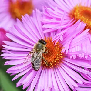 Daisy: Beautiful pink flowers of autumn aster with a bee