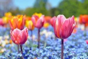 Blurred: Beautiful pink tulip in middle of field with colorful