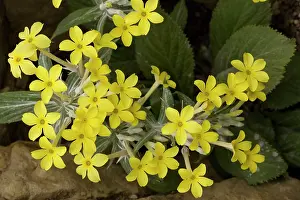 Yemen: A beautiful primula from Yemen and N. Africa