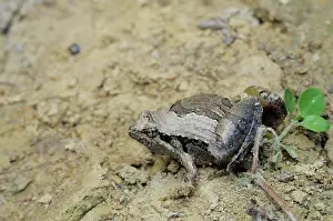 Pulchra: Beautiful pygmy frog