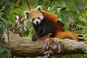 Joyful: Beautiful Red panda lying on the tree with green leaves