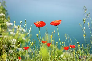 Papaveraceae: Beautiful red poppies and flowers at Lake Ohrid, N