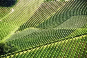 Wine: Beautiful rows of grapes before harvesting. Austria