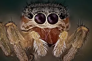 Secured: A beautiful and yet small jumping spider, They h
