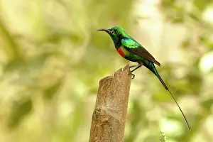 Riverine: Beautiful Sunbird