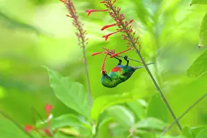 Riverine: Beautiful Sunbird
