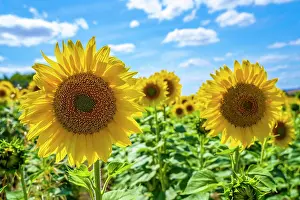 Castilla: Two beautiful sunflowers in a field of Castilla y Lenn