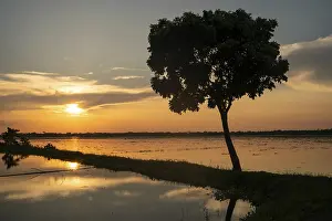 Silhouettes: A beautiful sunset illuminating a lake and tree silhouette-Dhaka