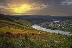 Viniculture: Beautiful vineyards in autumn, yellow leaves