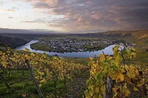 Vine: Beautiful vineyards in autumn, yellow leaves