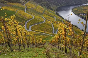 Vine: Beautiful vineyards in autumn, yellow leaves