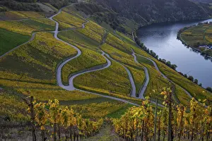 Vine: Beautiful vineyards in autumn, yellow leaves
