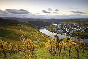 Vine: Beautiful vineyards in autumn, yellow leaves