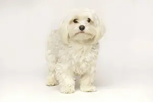 Sweet: Beautiful white Bichon Maltese isolated on white