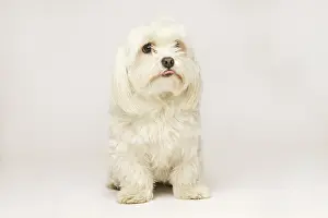 Sweet: Beautiful white Bichon Maltese isolated on white