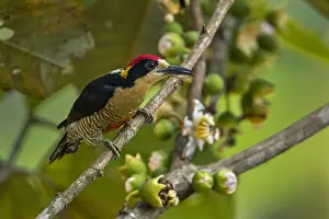 Pulcher: Beautiful Woodpecker (Melanerpes pulcher) Rio Claro