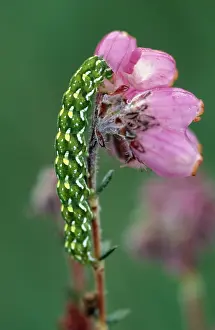 Underwing: Beautiful Yellow Underwing MOTH - Caterpillar on