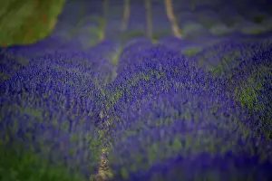 Lavender: Beautifully blooming lavender bushes in a large