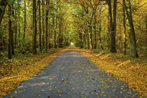 Moravia: Beautifully lit autumn road with lots of leaves