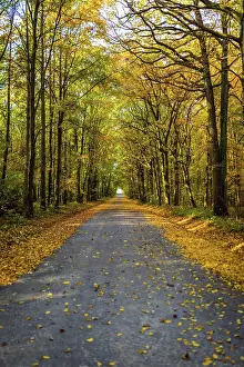 Moravia: Beautifully lit autumn road with lots of leaves