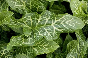 Pint: The beautifully-veined leaves of a garden variety